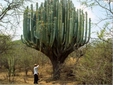 Kaktüs Ağacının Özellikleri