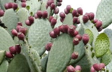 Kaktüs Dikeni Nasıl Çıkarılır?