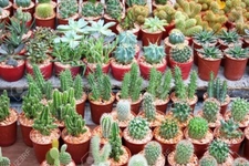 Kaktüs Nasıl Bakılır?