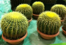 Kaktüs Sulama Nasıl Yapılmalıdır?