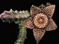 Leş Kaktüsü Türleri ve Özellikleri