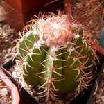 Melokaktüs Molekaktüsün Bazı Önemli Özellikleri