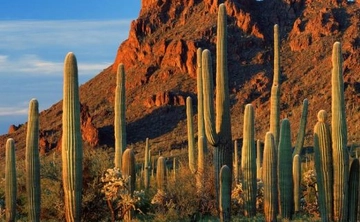 Çöl Kaktüsü Türleri ve Özellikleri