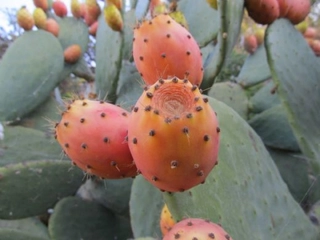 Kaktüs Meyvesi Nasıl Yenir?