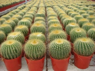 Kaktüs Tohumu Nasıl Dikilir? 