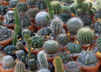 Kaktüsün Faydaları Nelerdir?