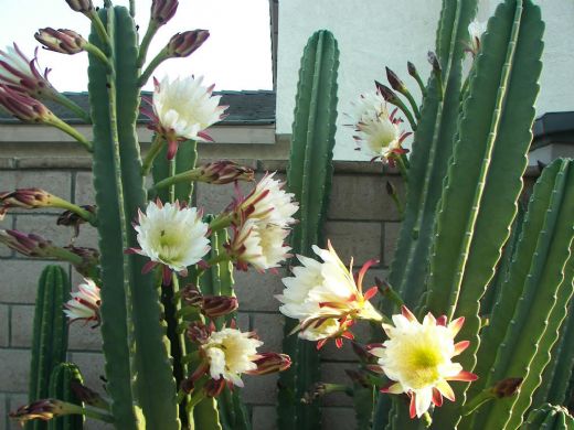 Cereus Yetiştirilmesi