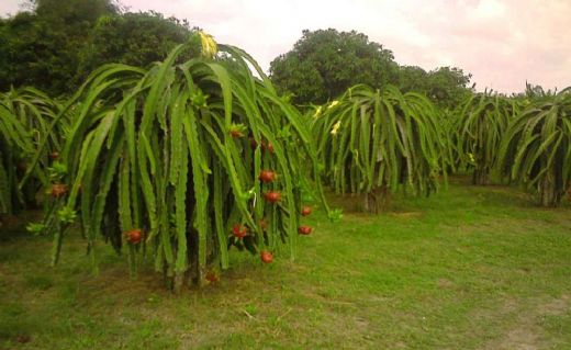 Hylocereus