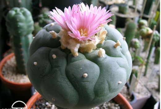 Peyote Kakts